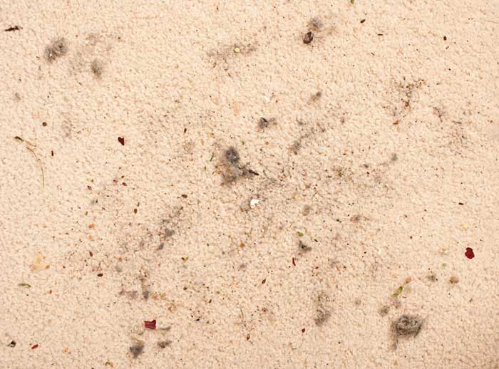 3 Big Health Hazards Of Dirty Carpet