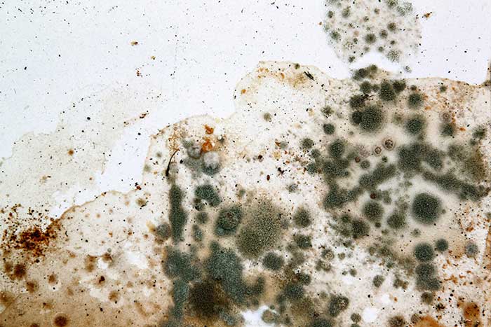 Micro Spores Massive Problems Understanding Mold Allergies