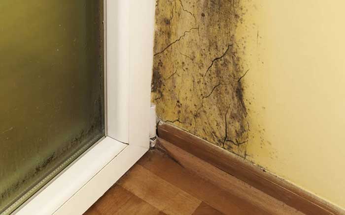 What Types Of Mold Affect Houses And Business